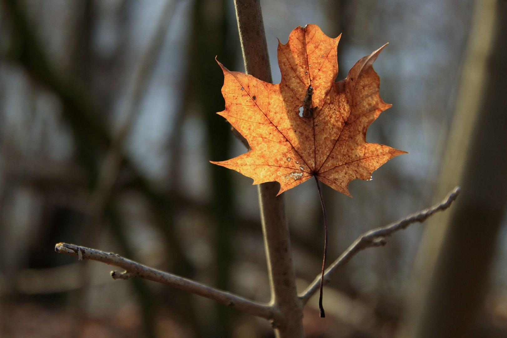 Nur ein Blatt?