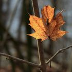 Nur ein Blatt?