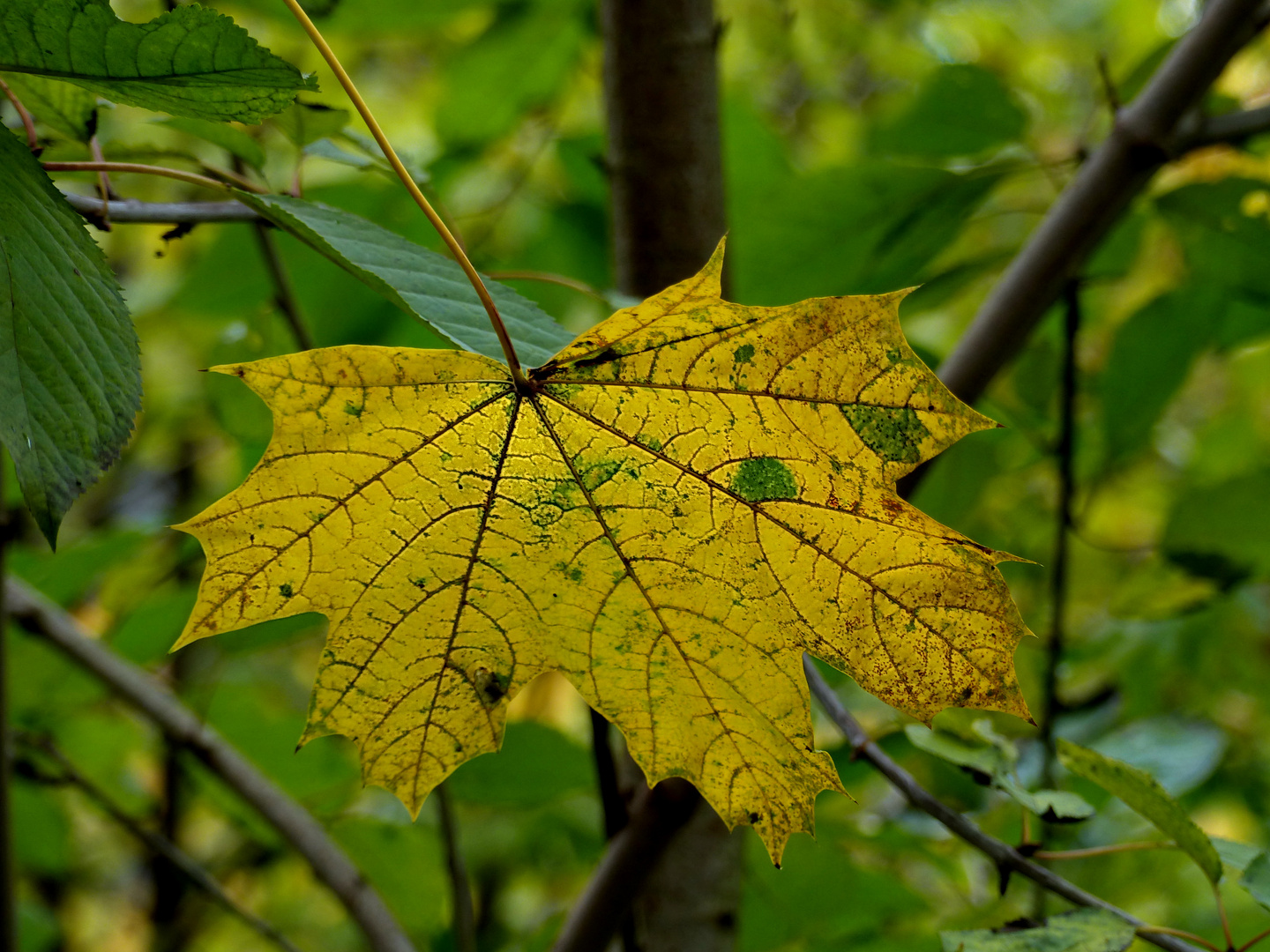 Nur ein Blatt