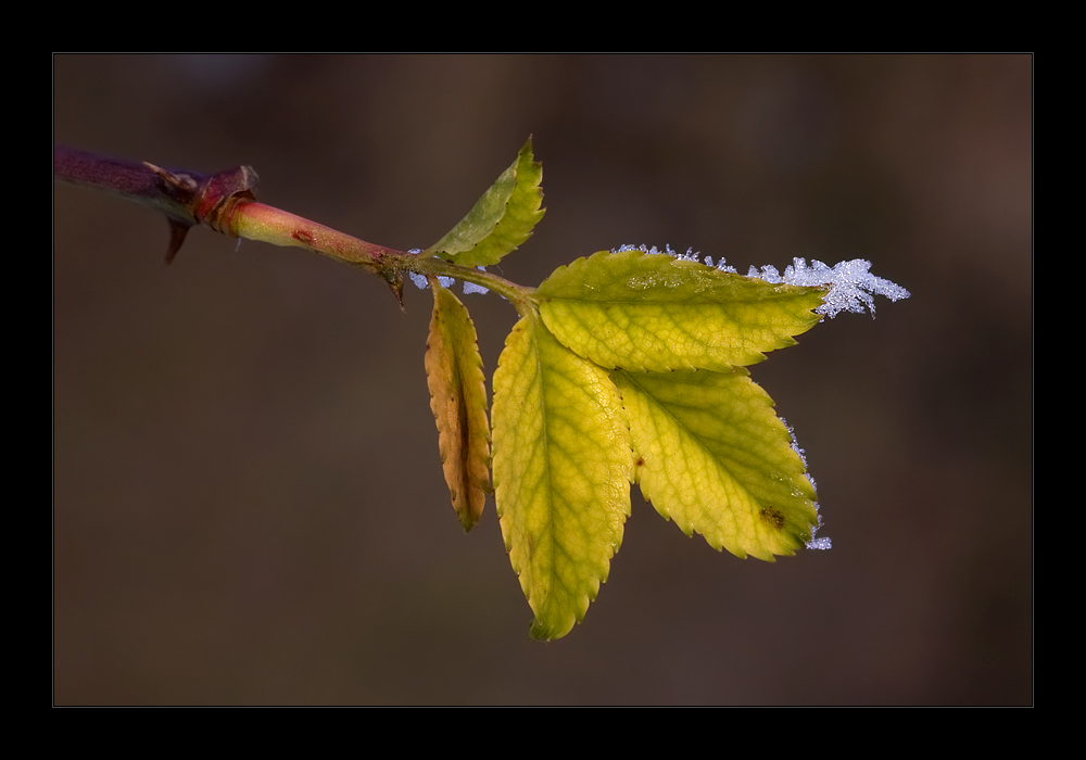 Nur ein Blatt