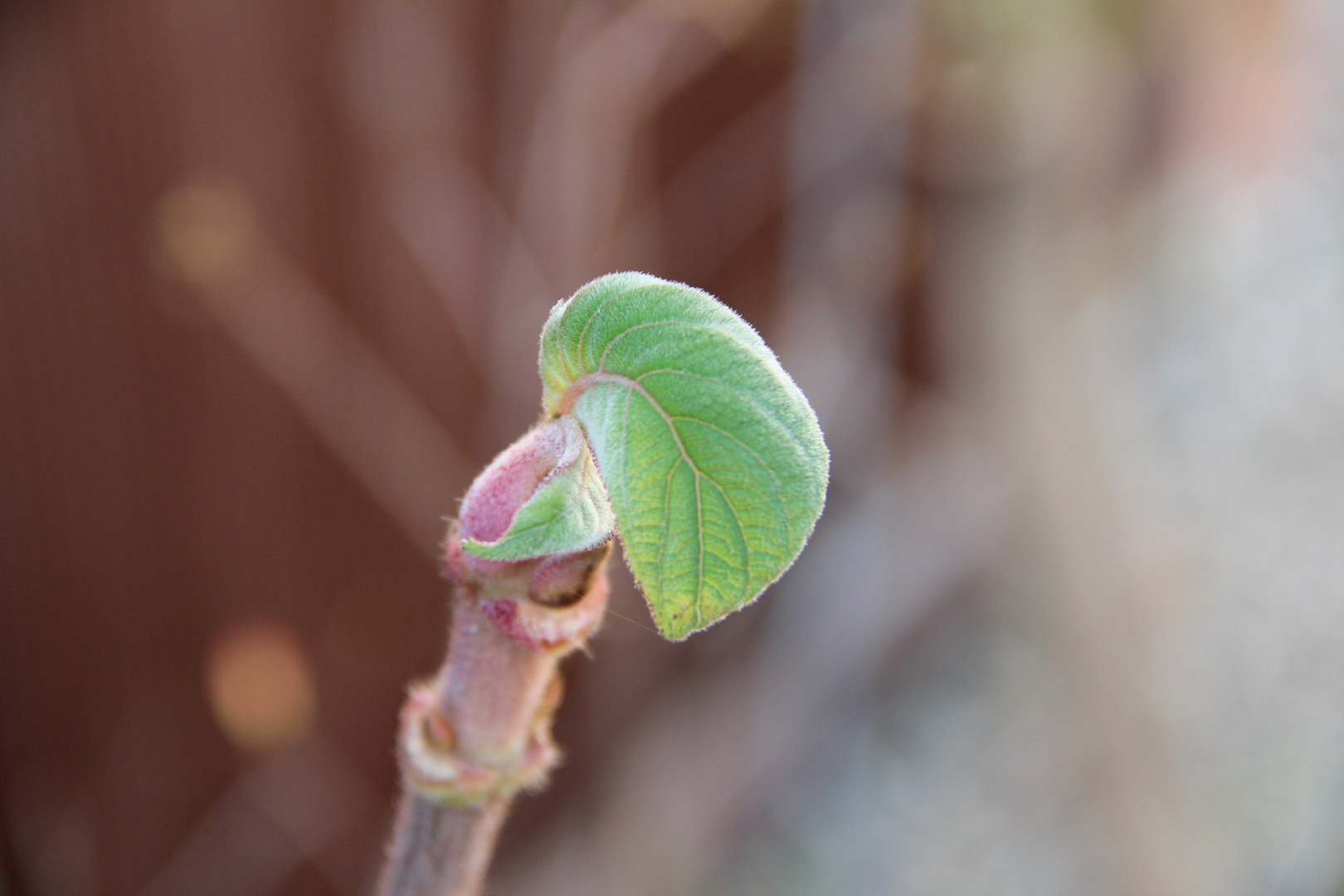 Nur ein Blatt