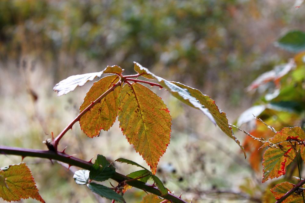 nur ein Blatt