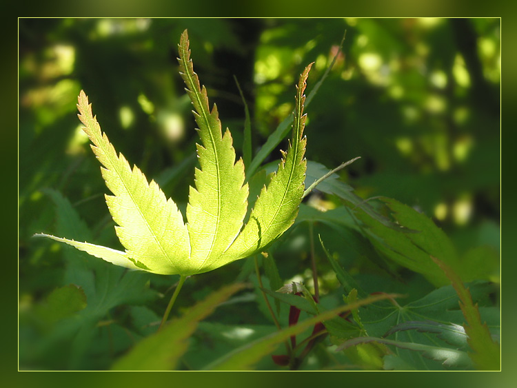 Nur ein Blatt