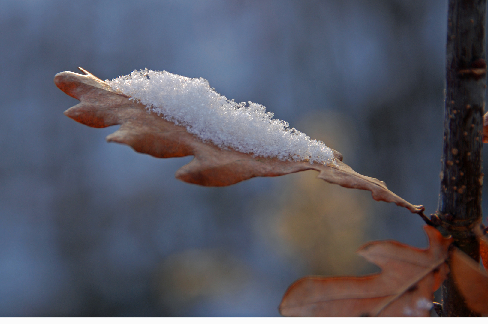 nur ein Blatt