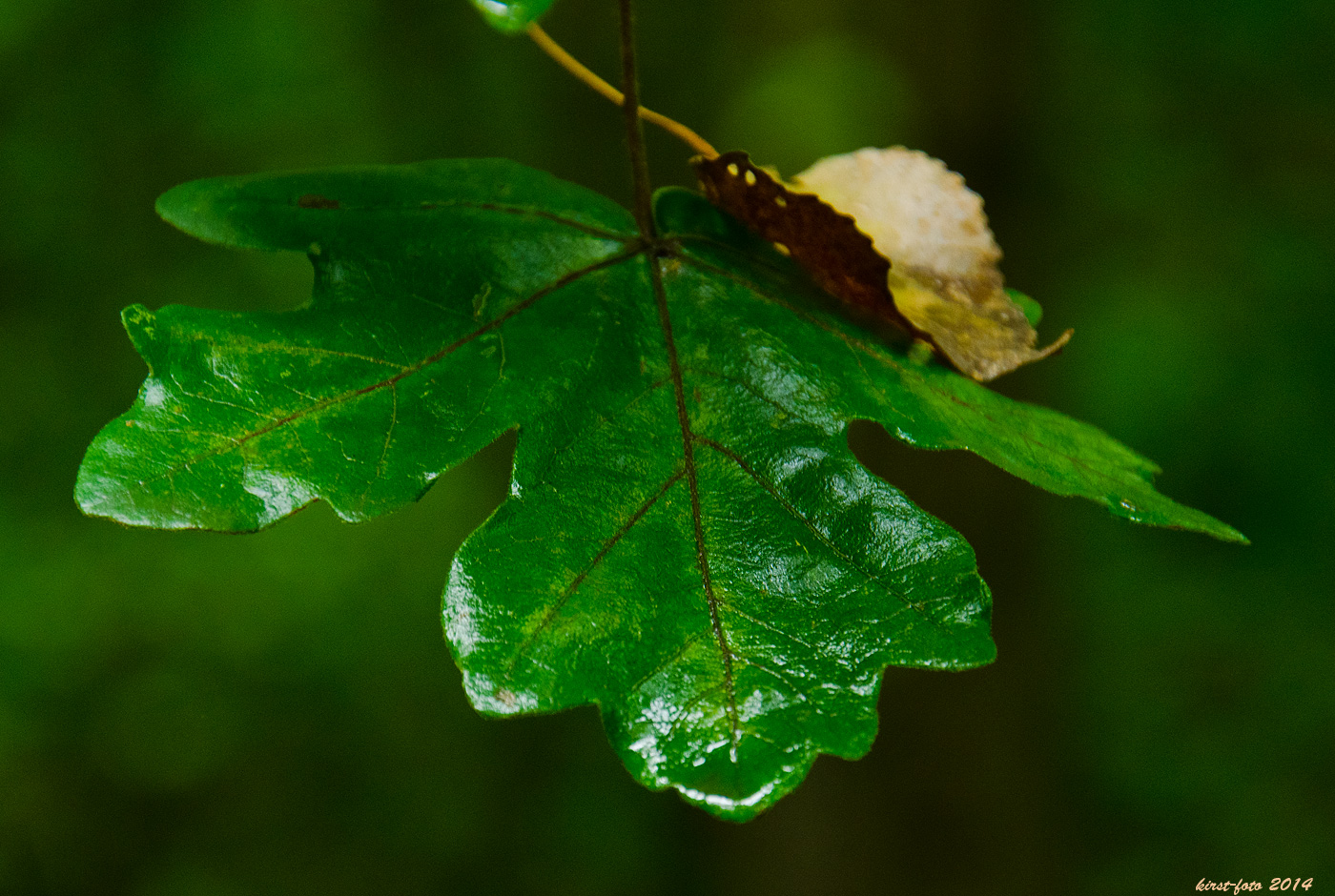 Nur ein Blatt