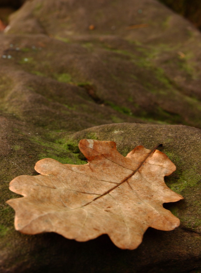 Nur ein Blatt