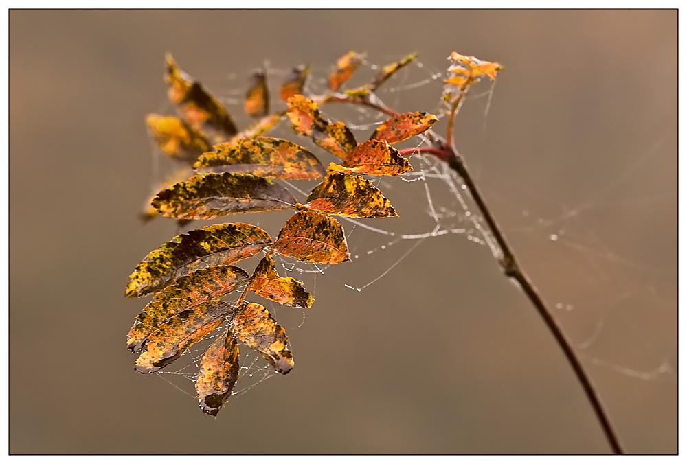 Nur ein Blatt