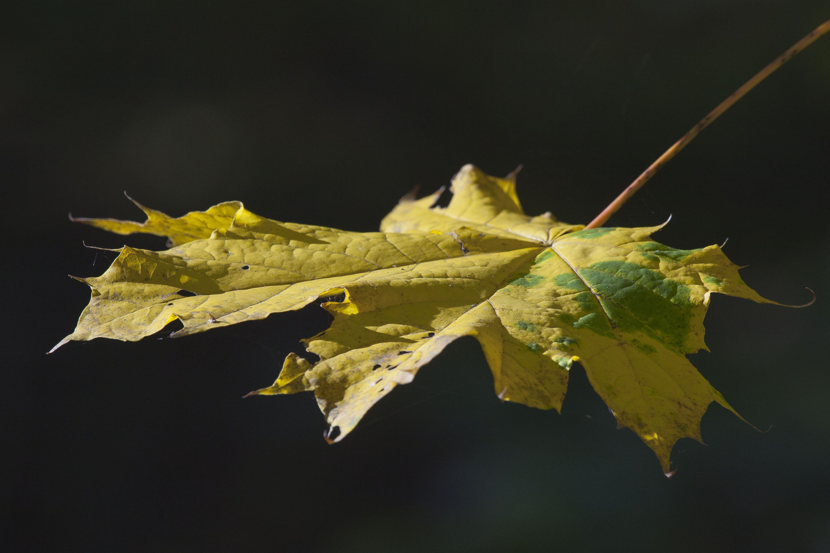 nur ein Blatt