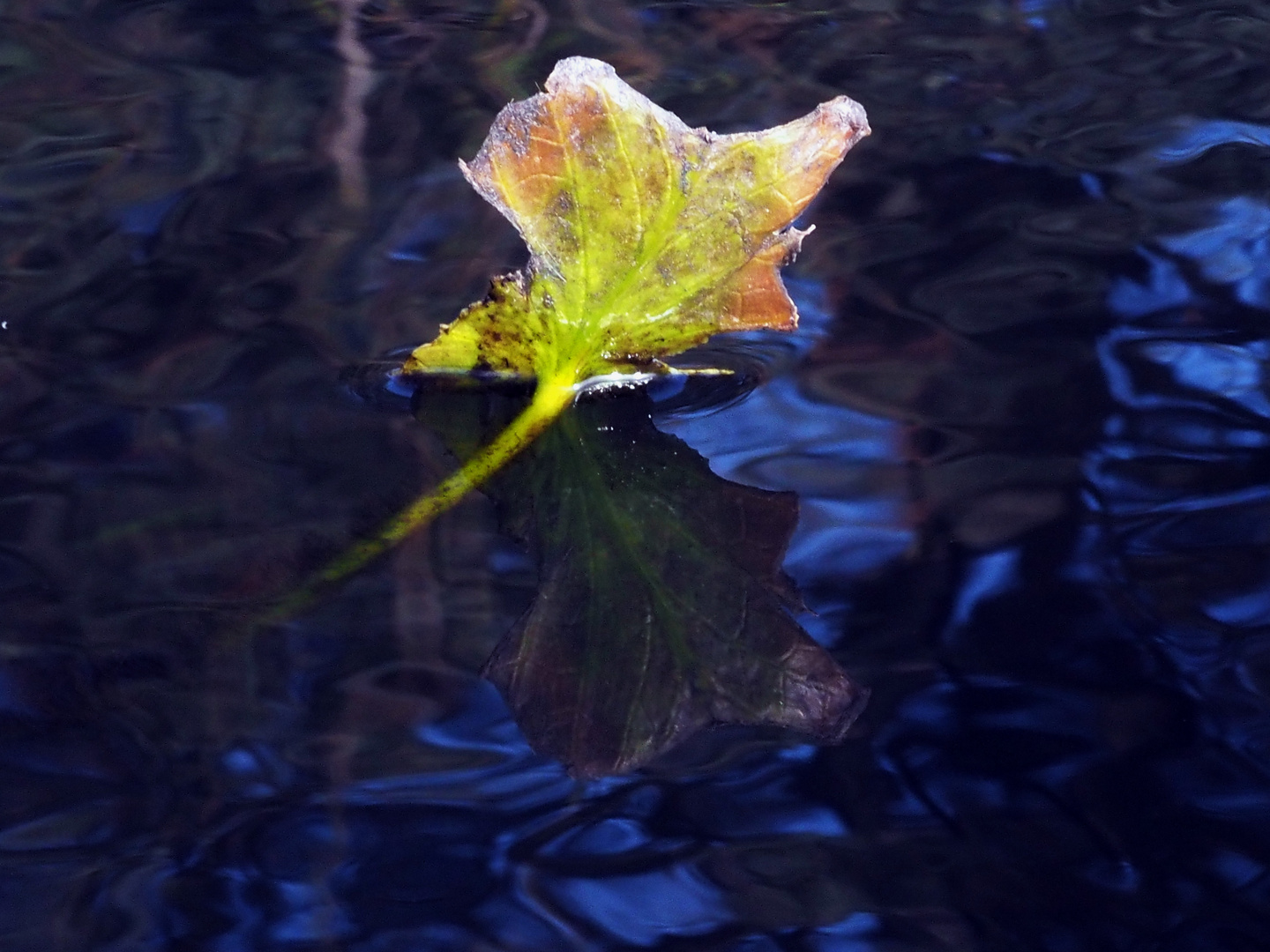 Nur ein Blatt