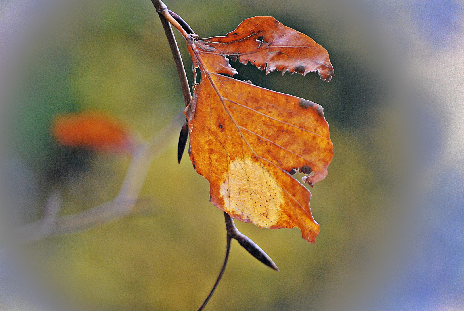 Nur ein Blatt, ...