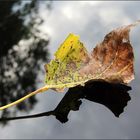 Nur ein Blatt