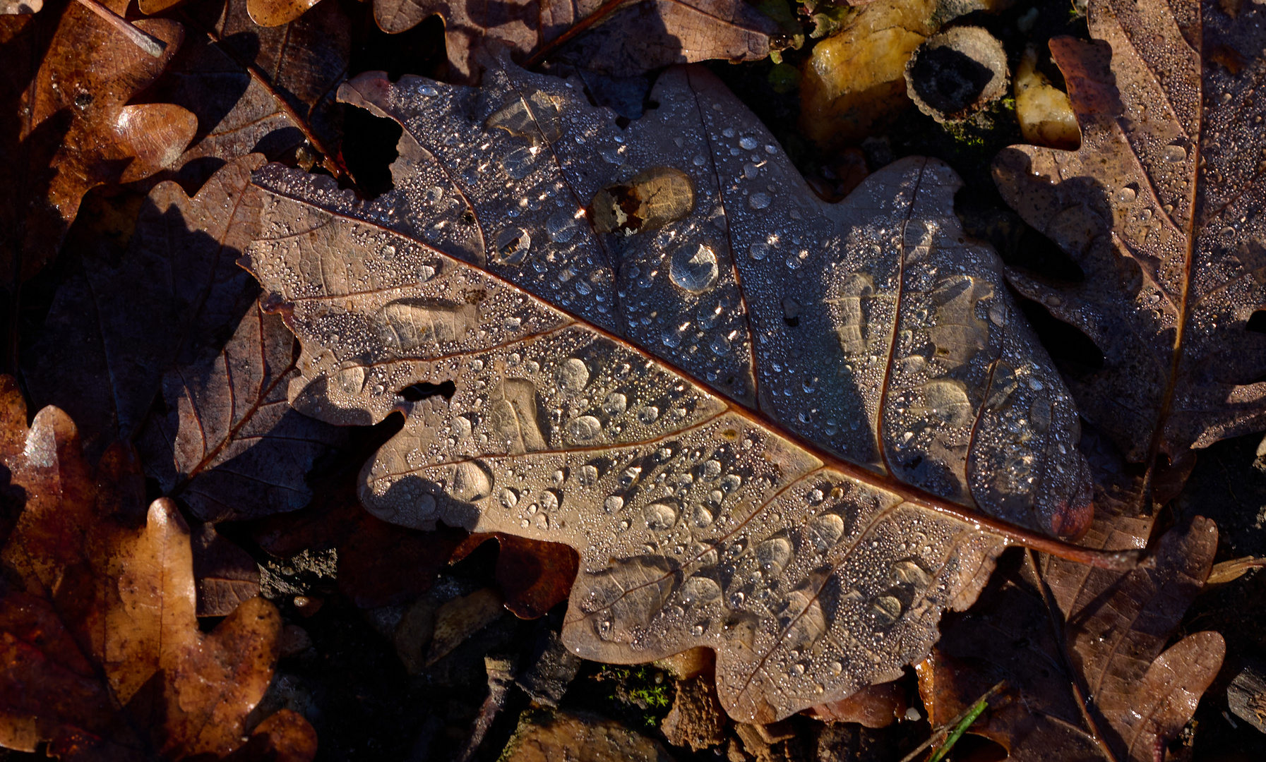 Nur ein Blatt...