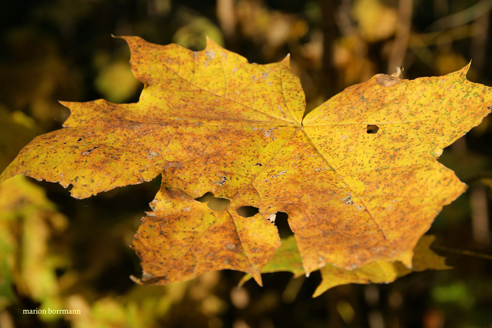 nur ein Blatt