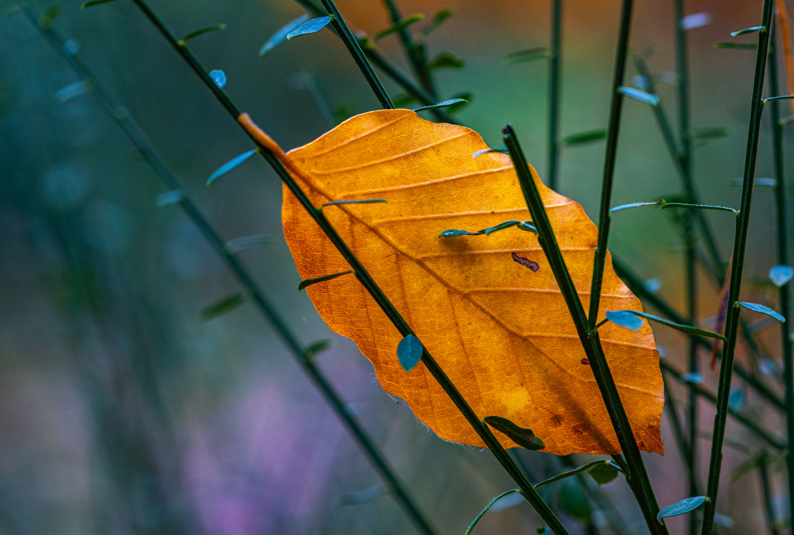 Nur ein Blatt