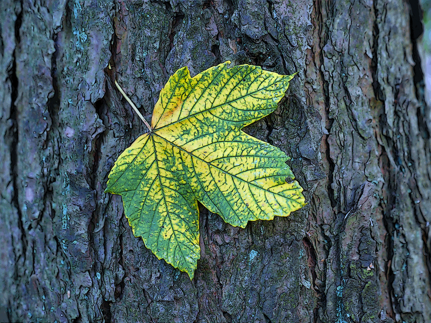 Nur ein Blatt am Baum