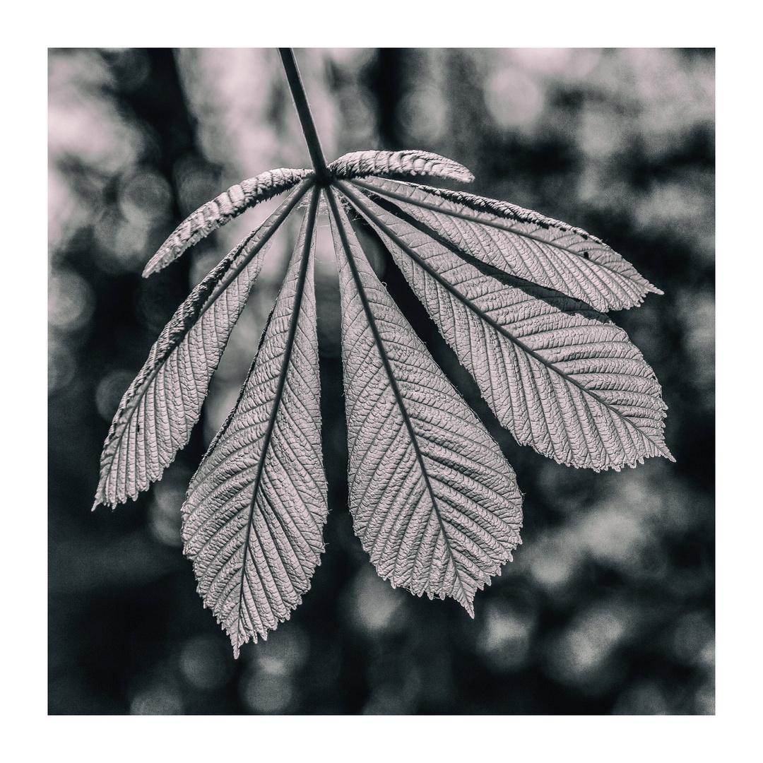 Nur ein Blatt