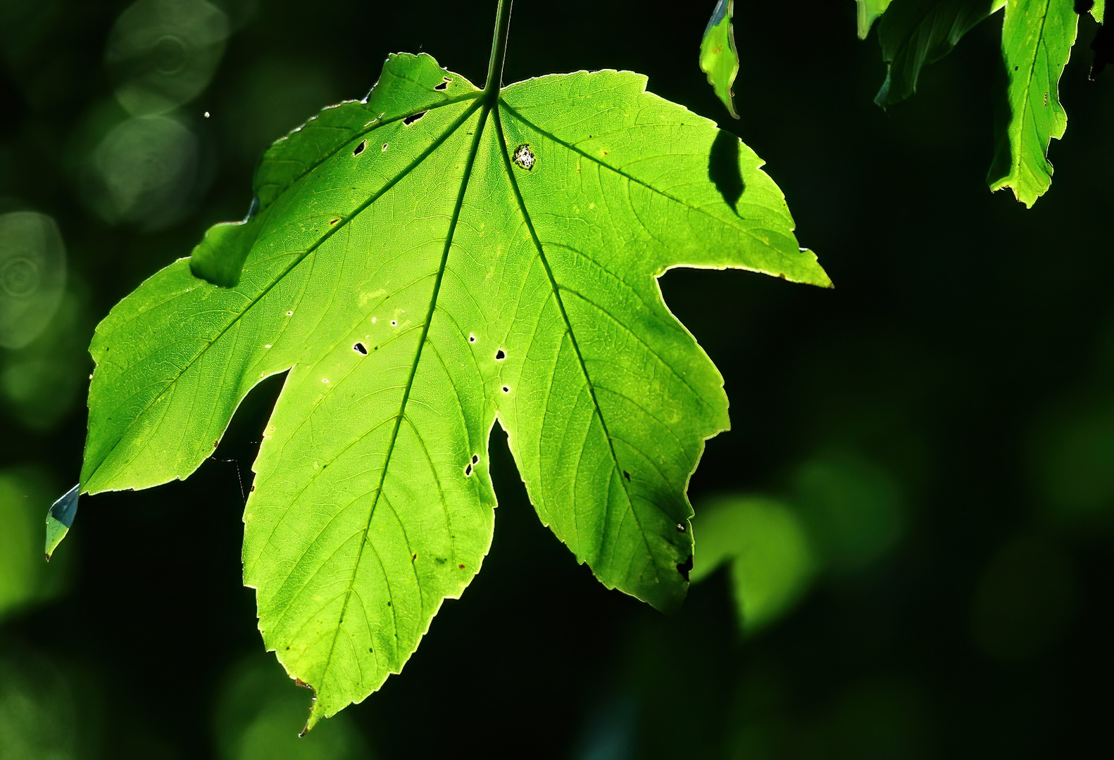 "Nur ein Blatt"