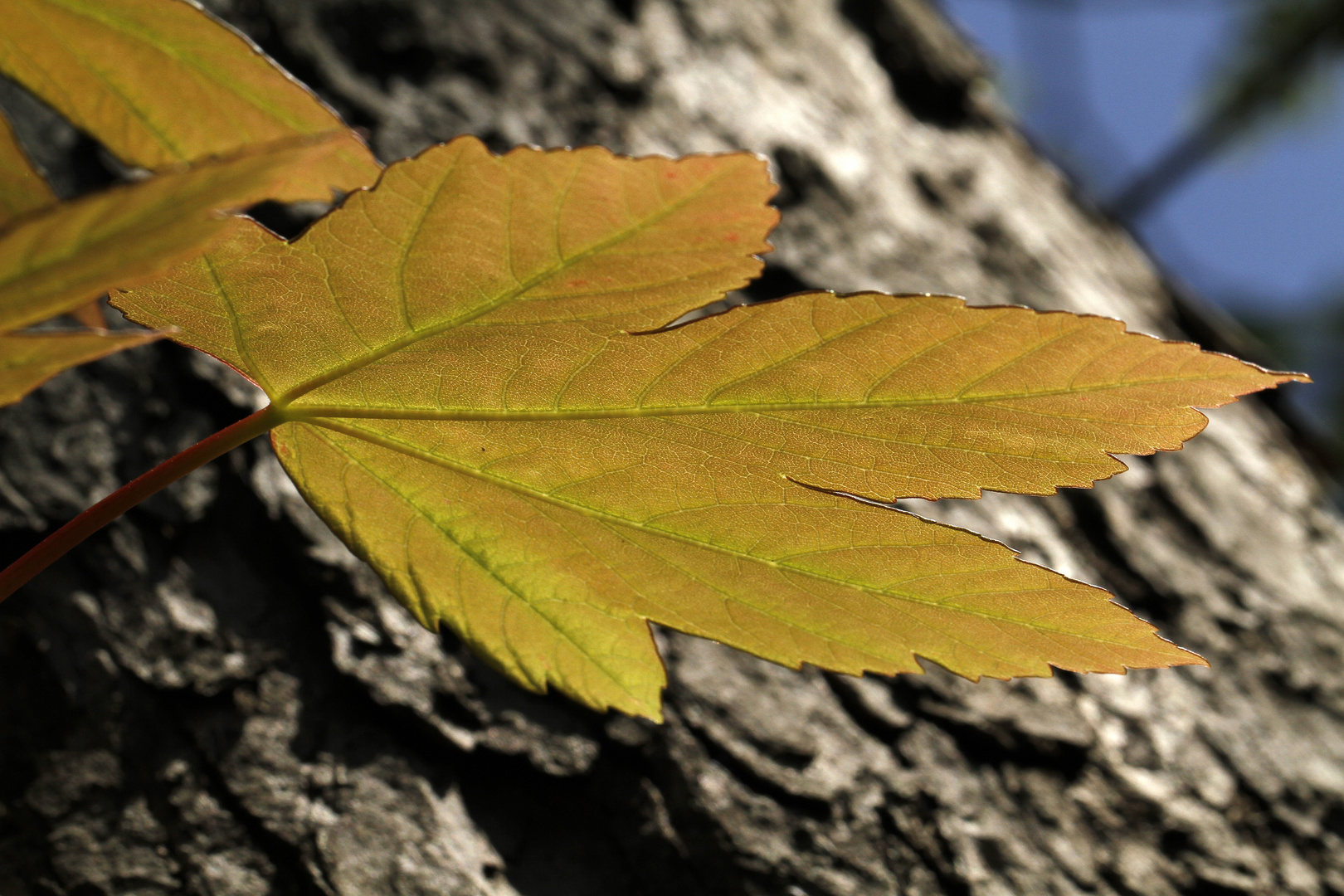 nur ein Blatt