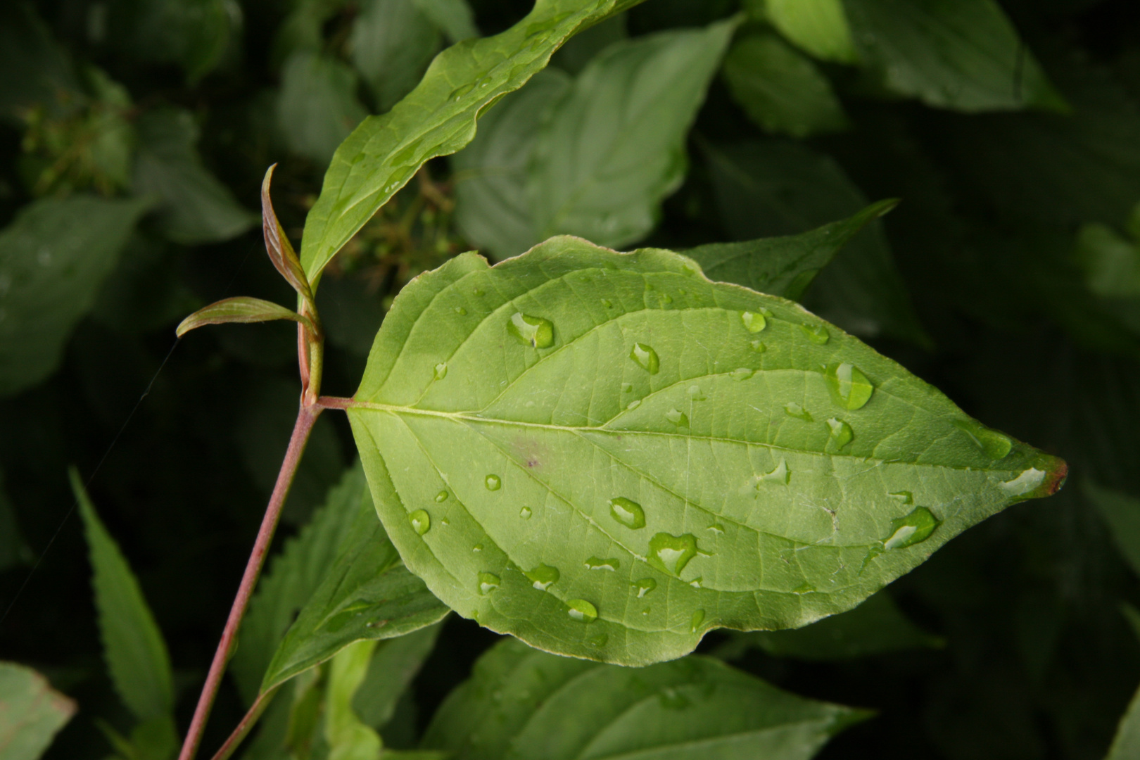 Nur ein Blatt