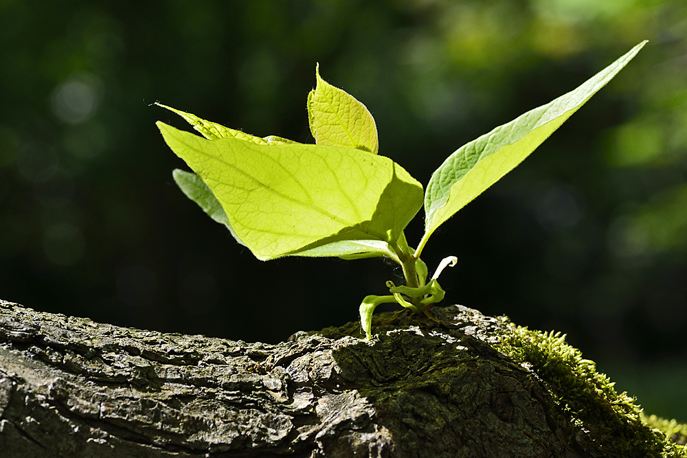 nur ein Blatt