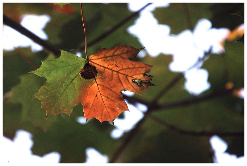 Nur ein Blatt