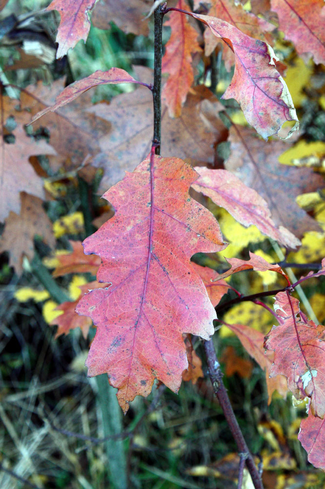 nur ein Blatt