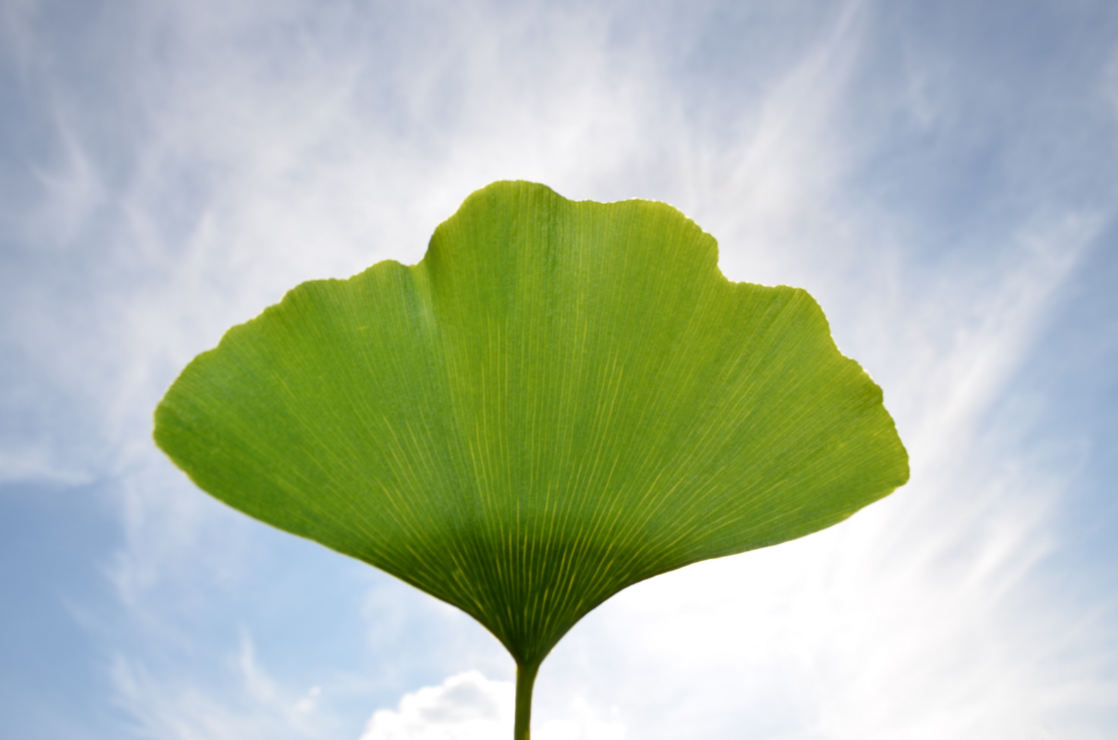 ...nur ein Blatt des Gingko