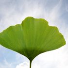 ...nur ein Blatt des Gingko