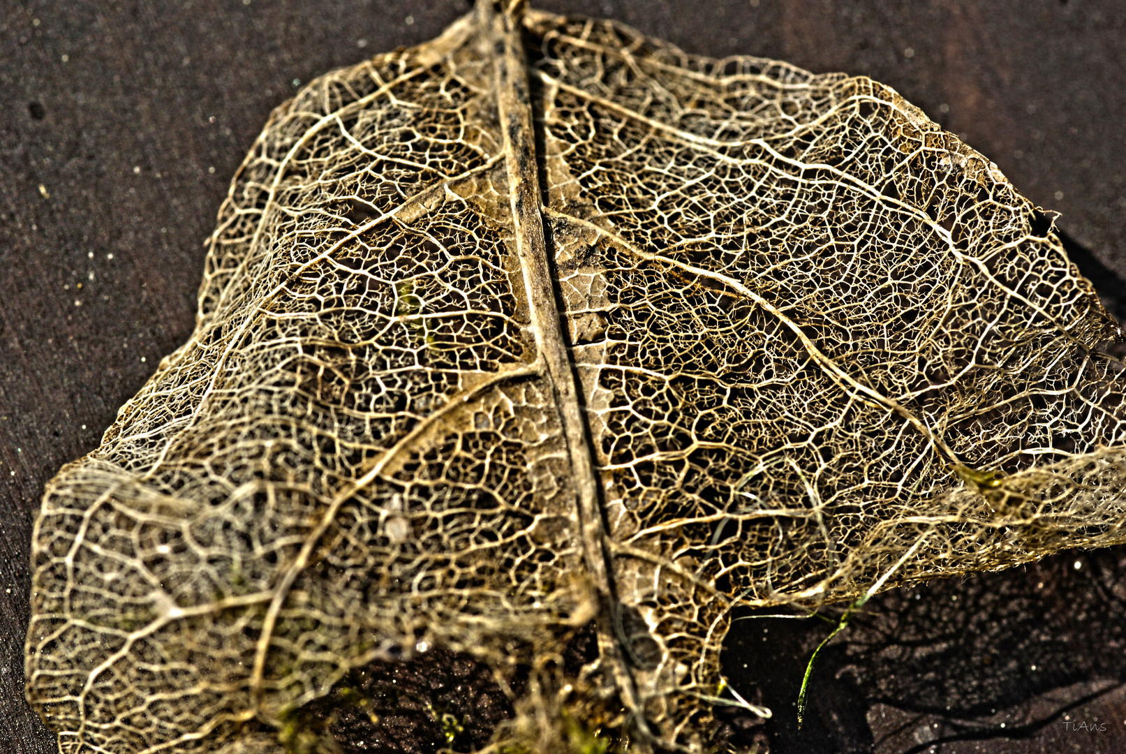 nur ein Blatt?