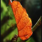 Nur ein Blatt