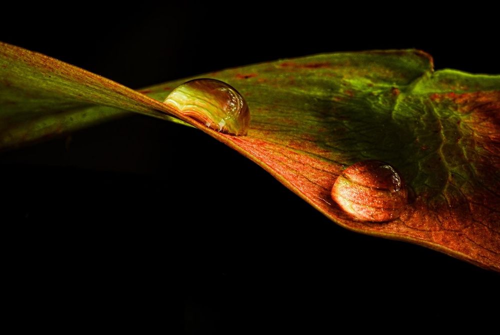 Nur ein Blatt, ein Blatt von vielen…!