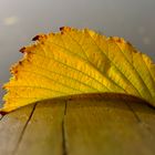 nur ein Blatt