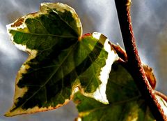 Nur ein Blatt II - Just a leaf II