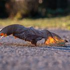 nur ein Blatt im Gegenlicht