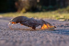 nur ein Blatt im Gegenlicht