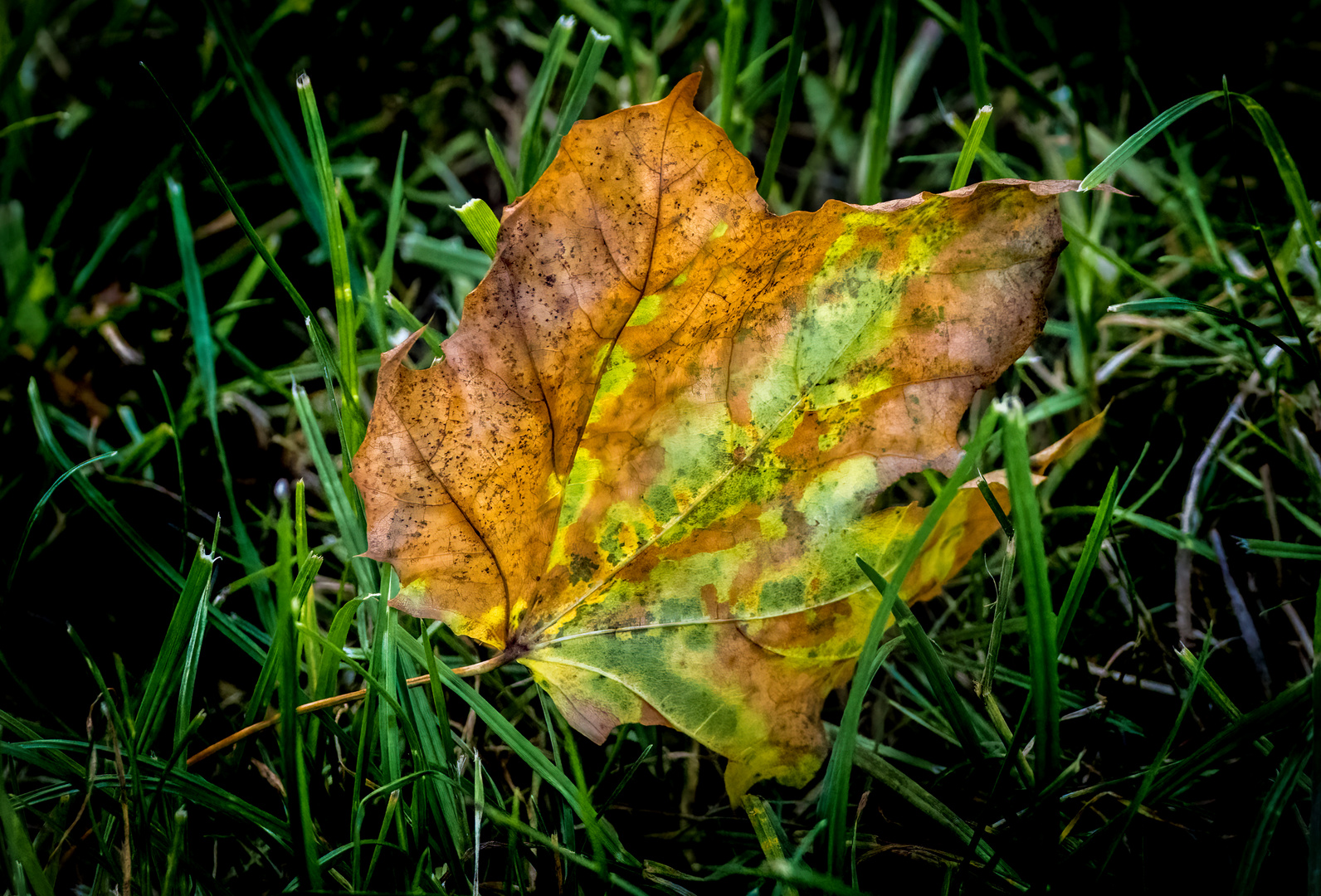 "Nur ein Blatt im Gras"