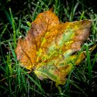 "Nur ein Blatt im Gras"