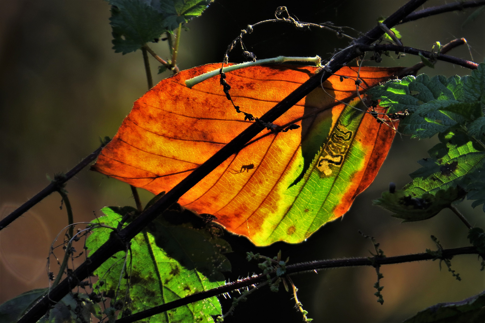 Nur ein Blatt im Herbst.