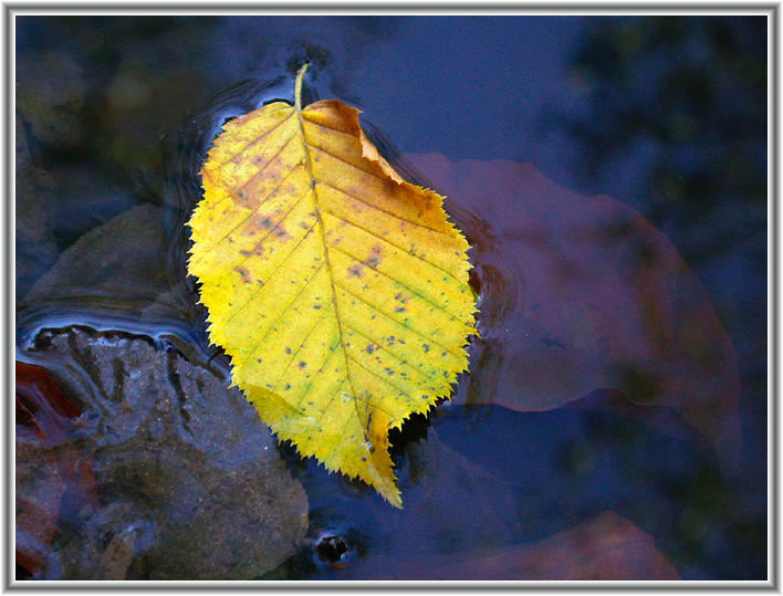 Nur ein Blatt im Wasser.