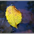 Nur ein Blatt im Wasser.