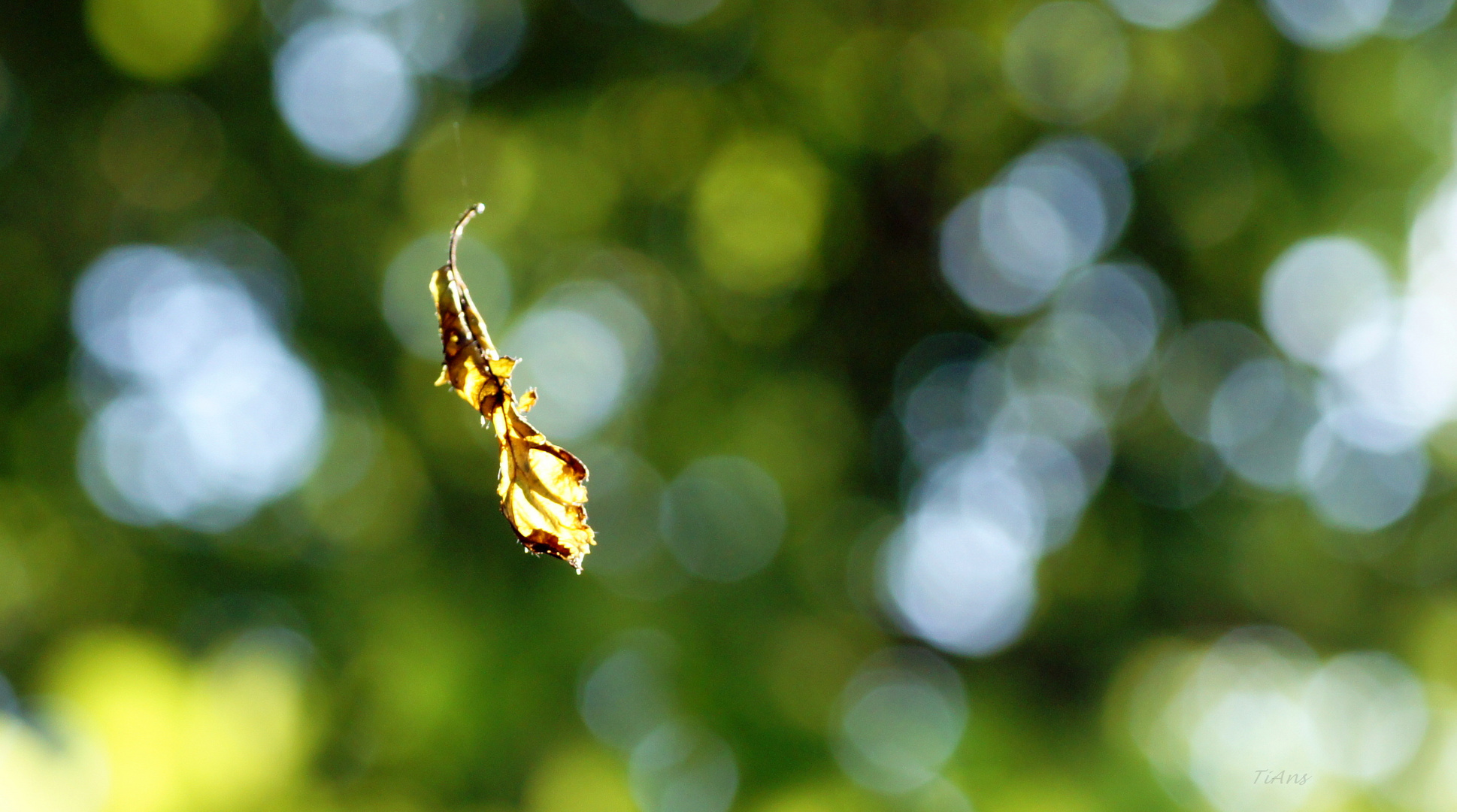 nur ein blatt im wind