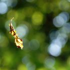 nur ein blatt im wind