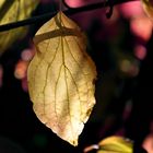 NUR EIN BLATT IM WIND