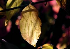 NUR EIN BLATT IM WIND