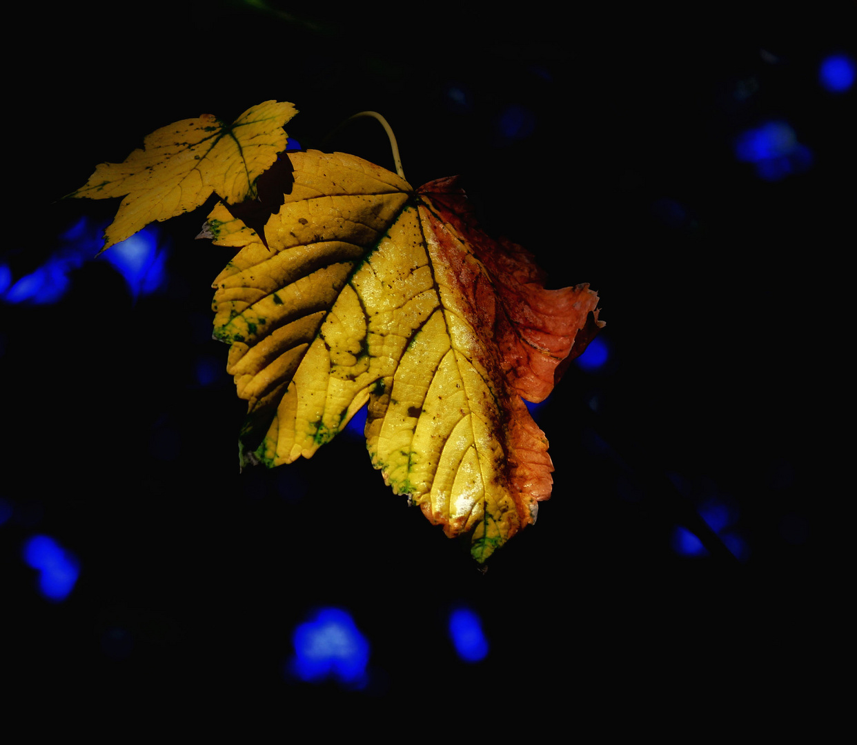 nur ein blatt im wind