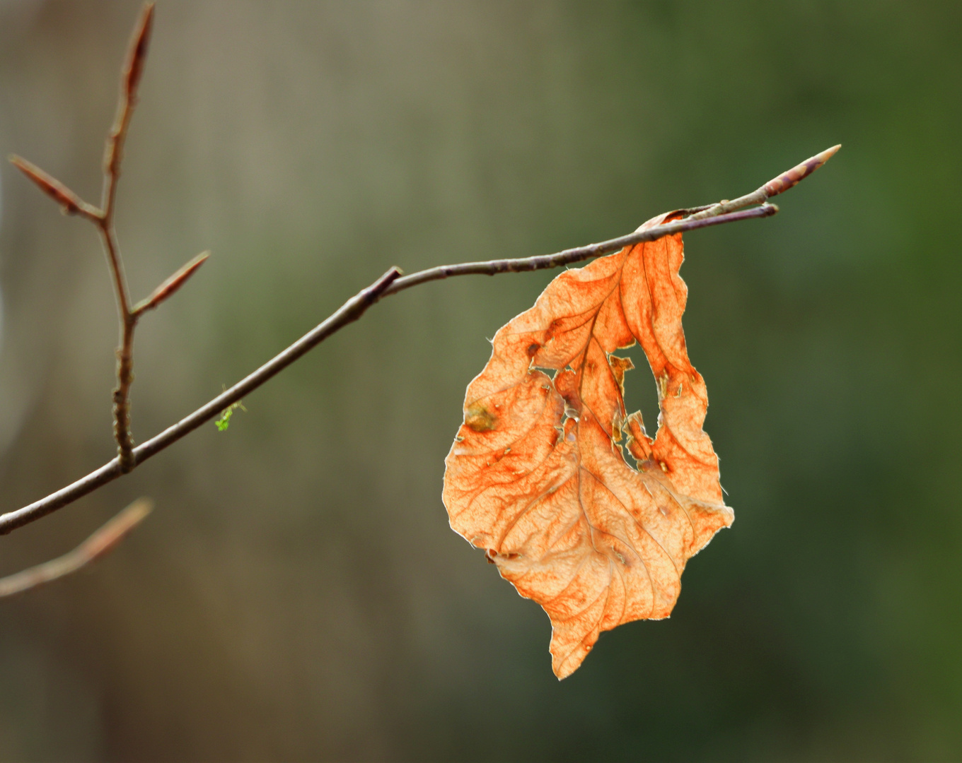 Nur ein Blatt im Wind