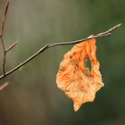 Nur ein Blatt im Wind