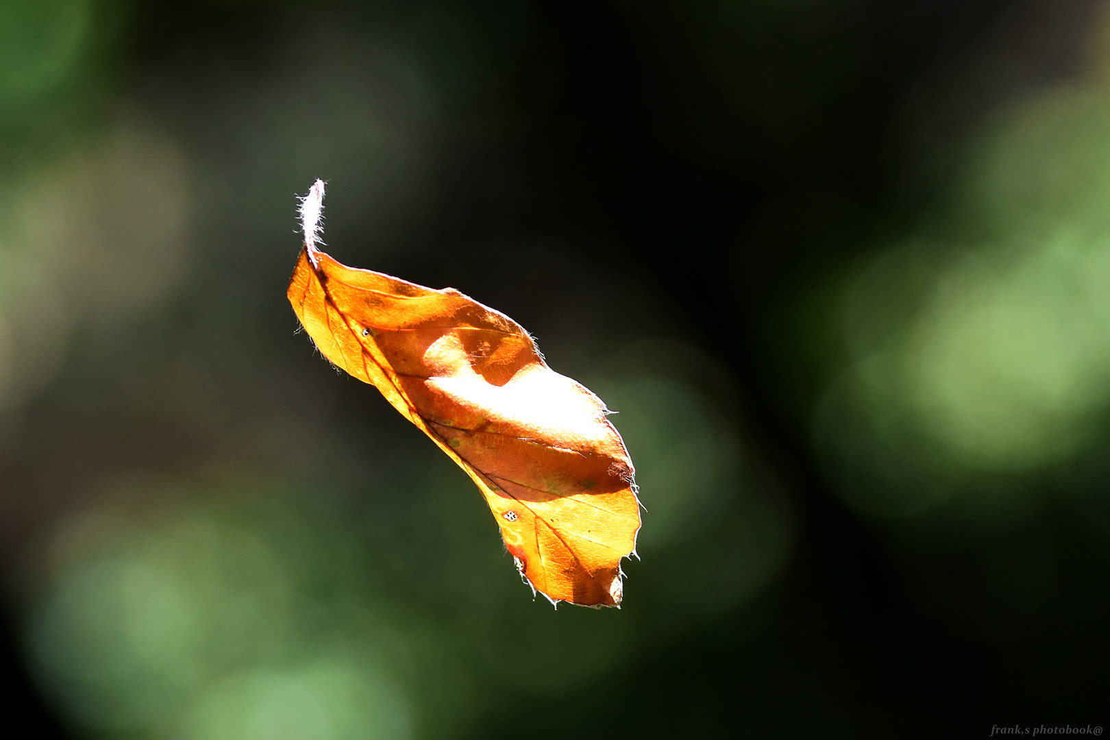 ... nur ein Blatt im Wind ..