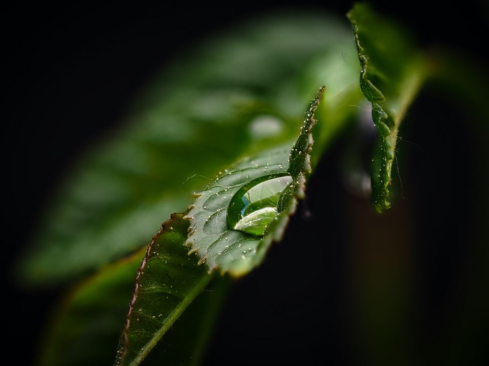 Nur ein Blatt im Wind...