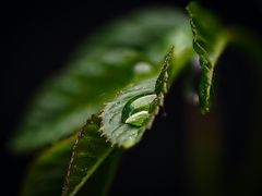 Nur ein Blatt im Wind...